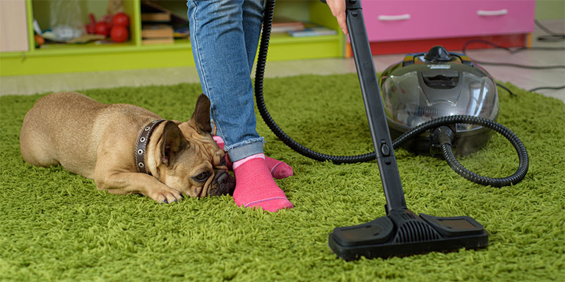 What’s That Smell? It Might Be Time for Pet Odor Removal!