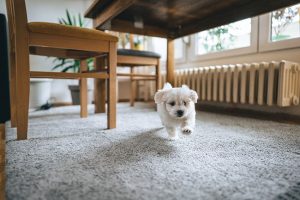 Why is Pet Odor Removal on Carpets Important?