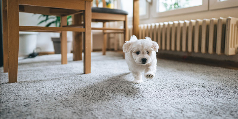 Why is Pet Odor Removal on Carpets Important?